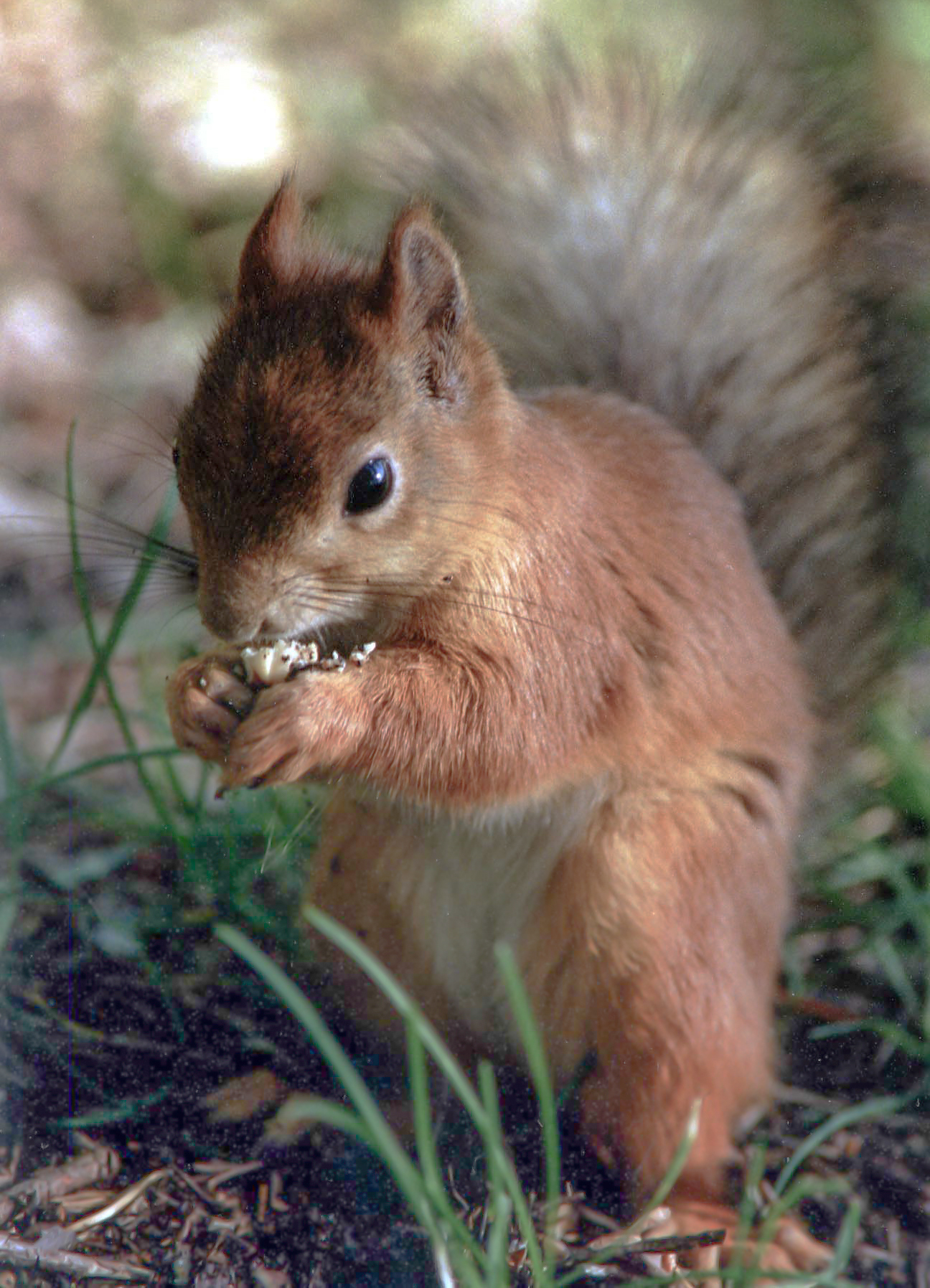  kanadai vörös mókus
